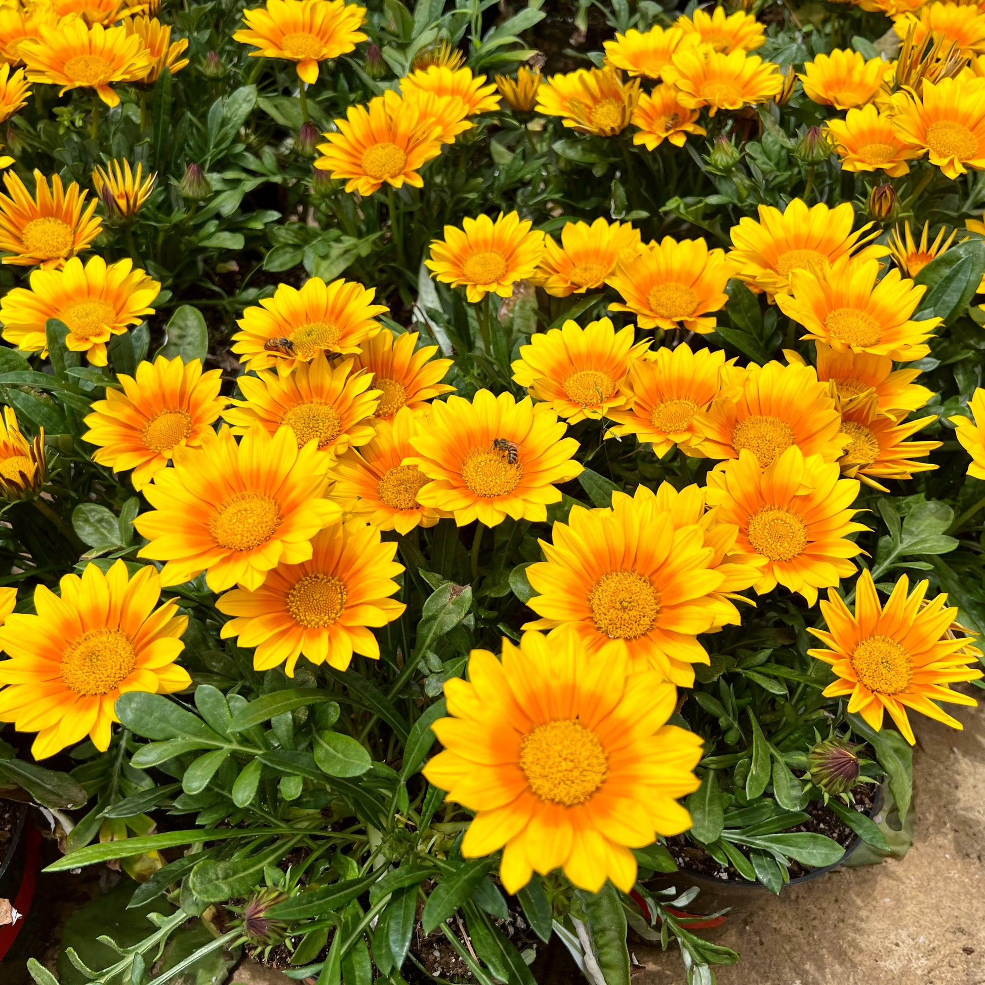 Gazania Suncarpet® - Gazania Suncarpet® - Vaste planten