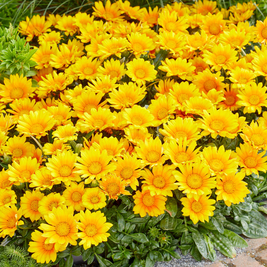 Gazania Suncarpet® - Gazania Suncarpet® - Tuinplanten