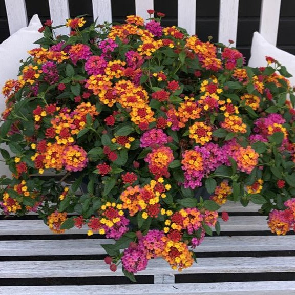 3 Lantana Passievrucht - Lantana Passionfruit - Per gebruik