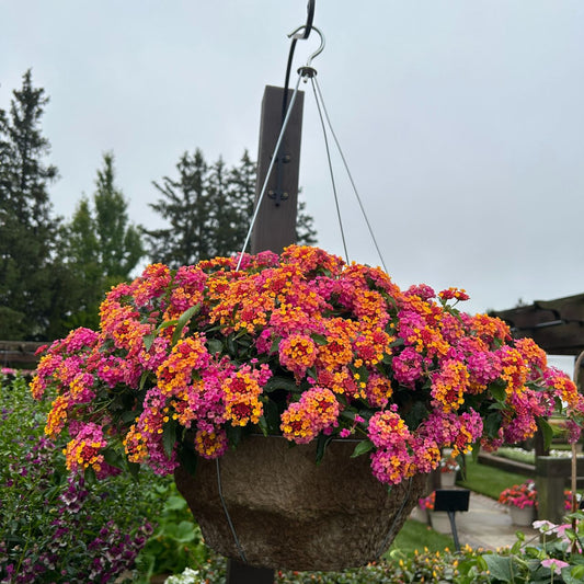 3 Lantana Passievrucht - Bakker