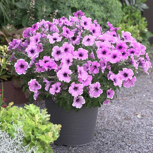 Petunia Famous Lavendel Blos - Petunia Famous Lavender Blush - Tuinplanten