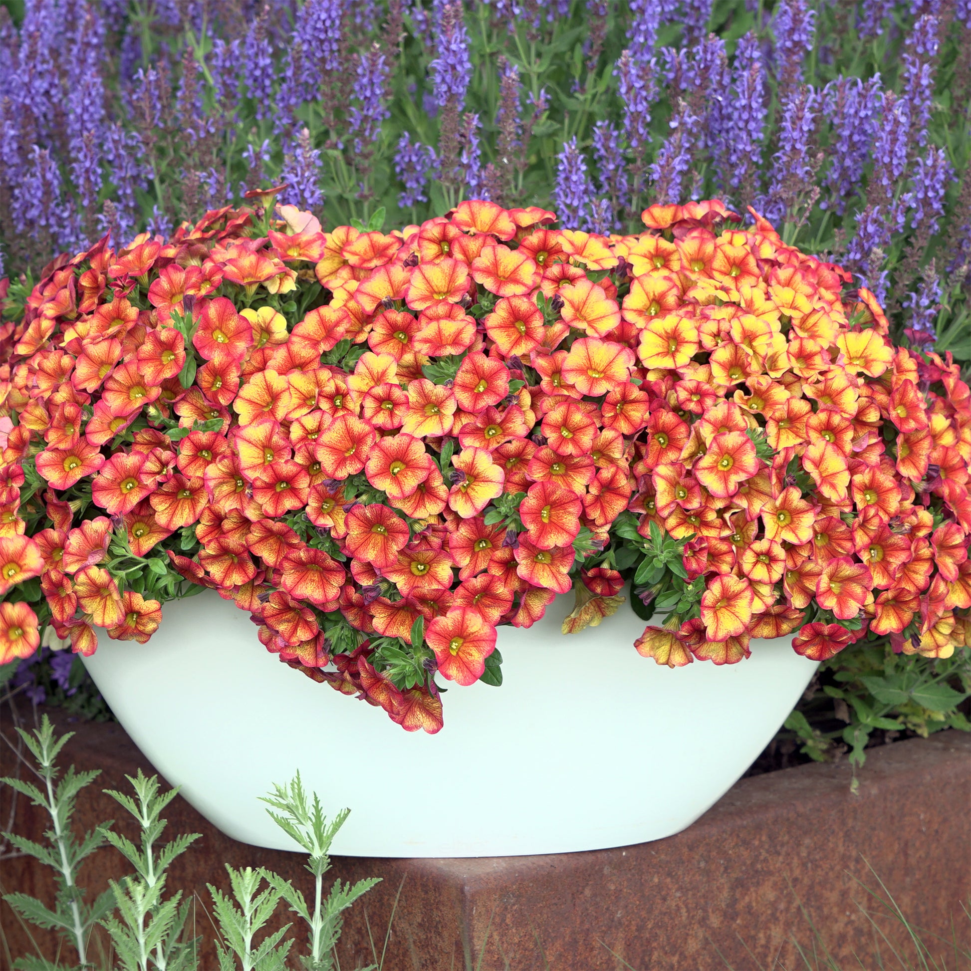 Oranje mini-petunia  (x3) - Calibrachoa hybride orange - Bakker