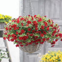 Rode mini-petunia (x3) - Calibrachoa hybride red - Bakker