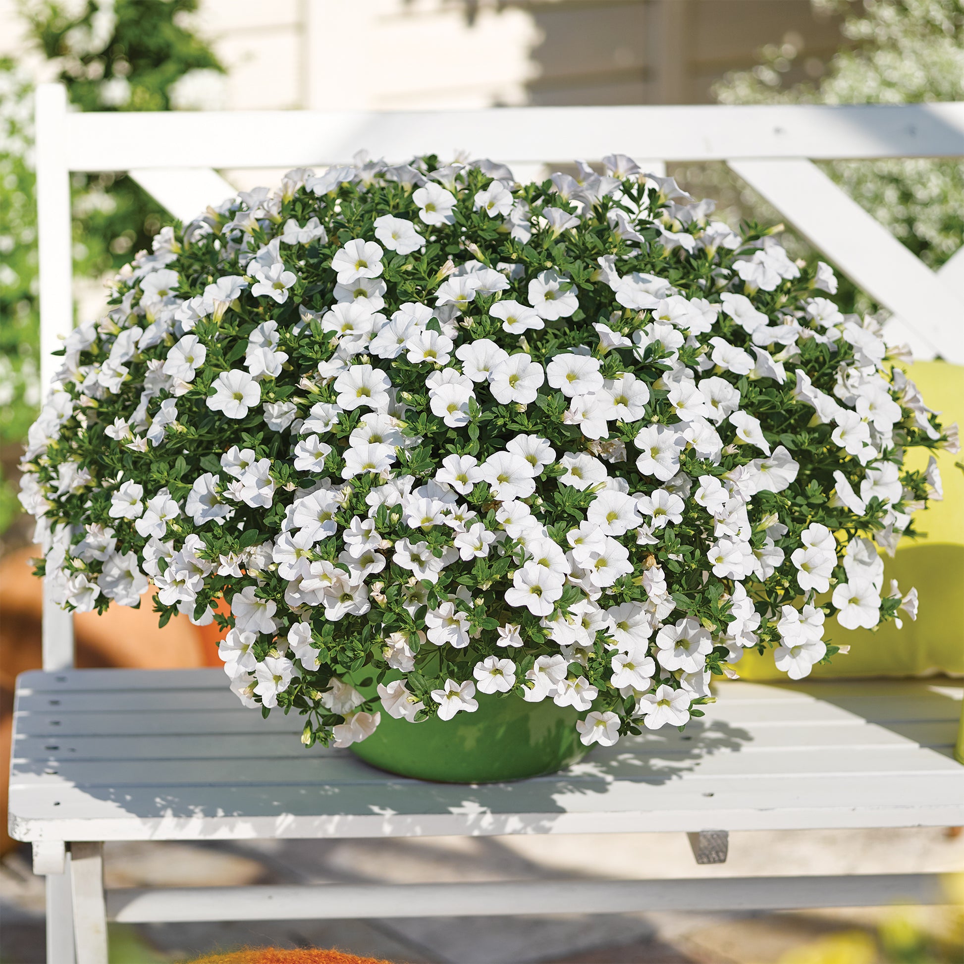 Witte mini-petunia (x3) - Calibrachoa hybride white - Bakker