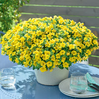 Gele mini-petunia (x3) - Calibrachoa hybride yellow - Bakker