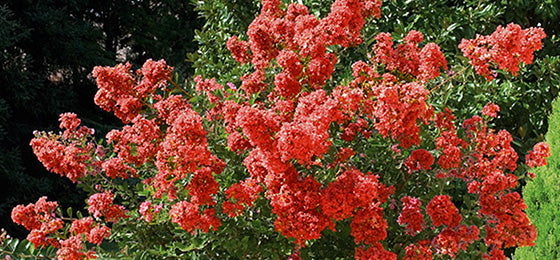 De Indische sering - rood nu -50% – slechts €8,72 i.p.v. €17,45 alleen geldig tot morgen! 