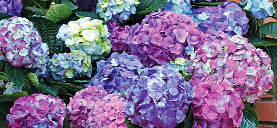 2 dagen lang 50% korting op de Boerenhortensia 'Tricolore'!