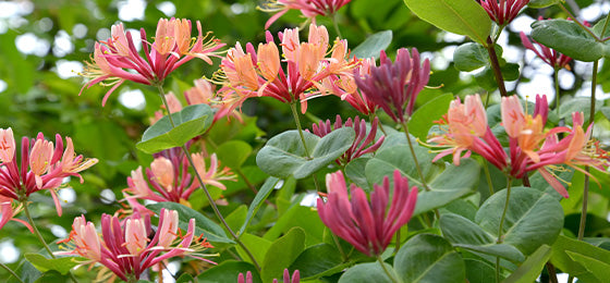De Kamperfoelie 'American Beauty'' is €6.97 ipv €13,95 alleen tot morgen!