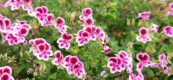 De Duftgeranie Pansy (x3)' is €6.50 ipv €14,45 alleen tot morgen!
