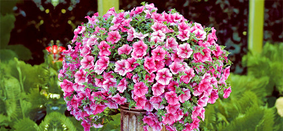 De Hangpetunnia - roze (x3)' is €6.05 ipv €13,45 alleen tot morgen!