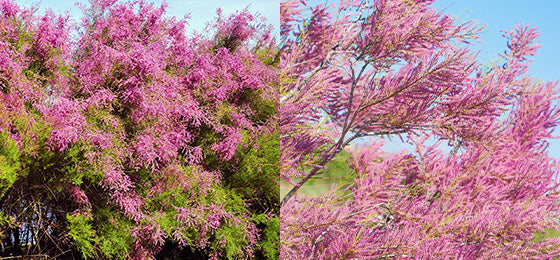 De Tamarisk is €4.18 ipv €10,45 alleen tot morgen!