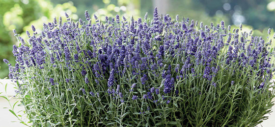De Lavendel (x3) nu -55% slechts €6,27 i.p.v. €13,95!