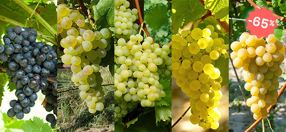 Profiteer van 5 soorten Druivenstruiken tot 65%!