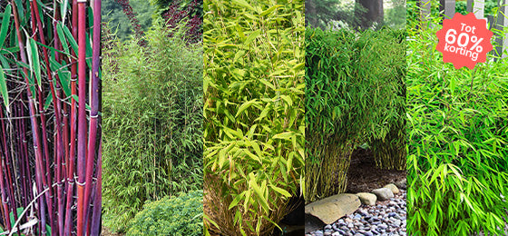 5 soorten bamboe tot  60% korting!