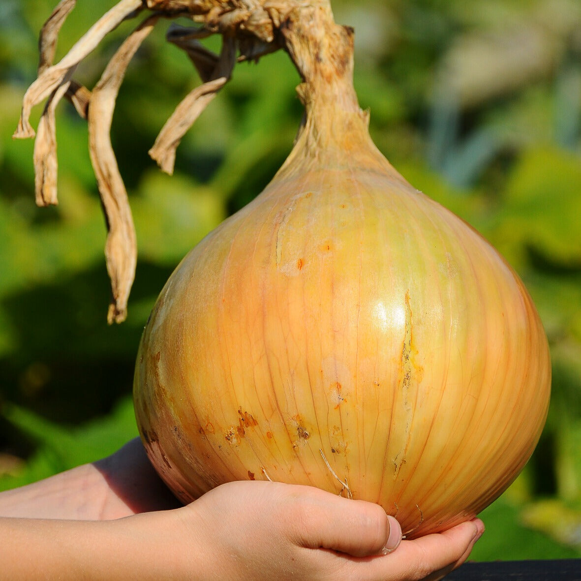 Allium cepa - Ui