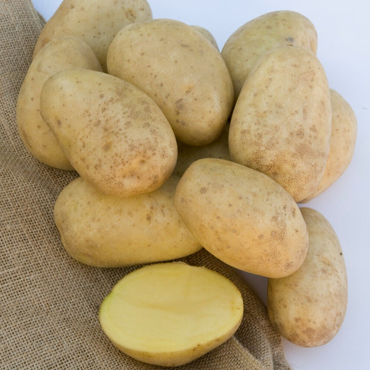 Aardappel 'Mona Lisa' - Bakker
