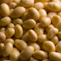 Solanum tuberosum charlotte - Aardappel 'Charlotte' - Aardappelplanten