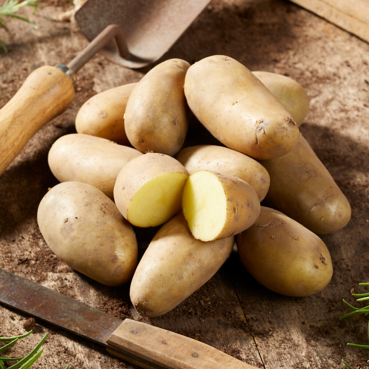 Solanum tuberosum amandine - Aardappel 'Amandine' (x25) - Aardappelplanten
