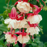 Bellenplant 'Swingtime' - Fuchsia Swingtime - Bakker