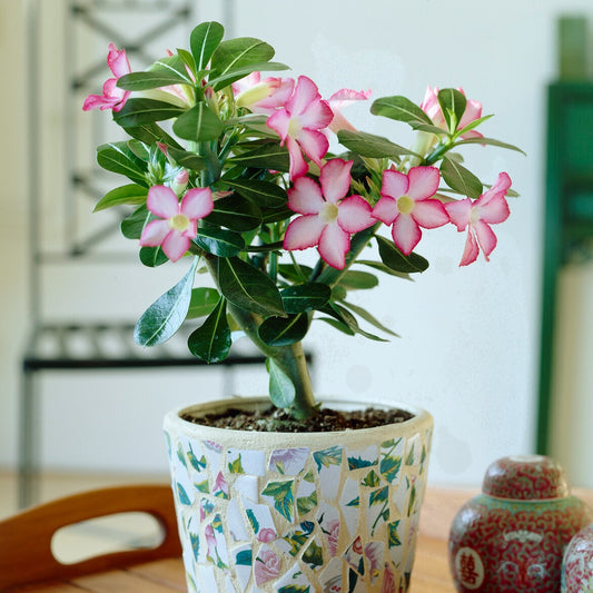 Woestijnroos - Bakker