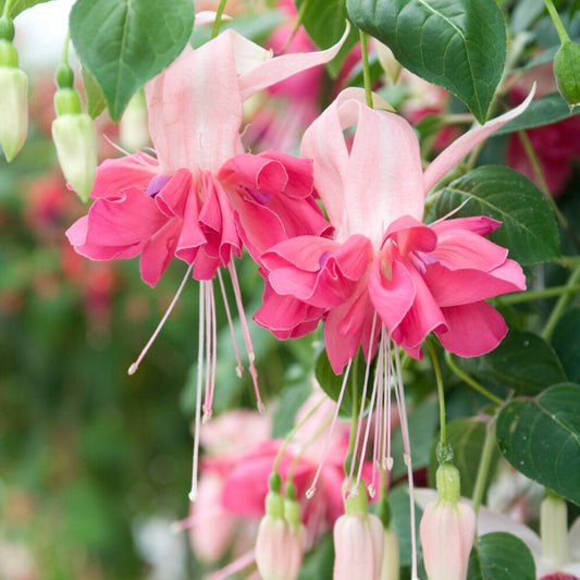 Dubbelbloemige fuchsia 'Bella Rosella' (x3)