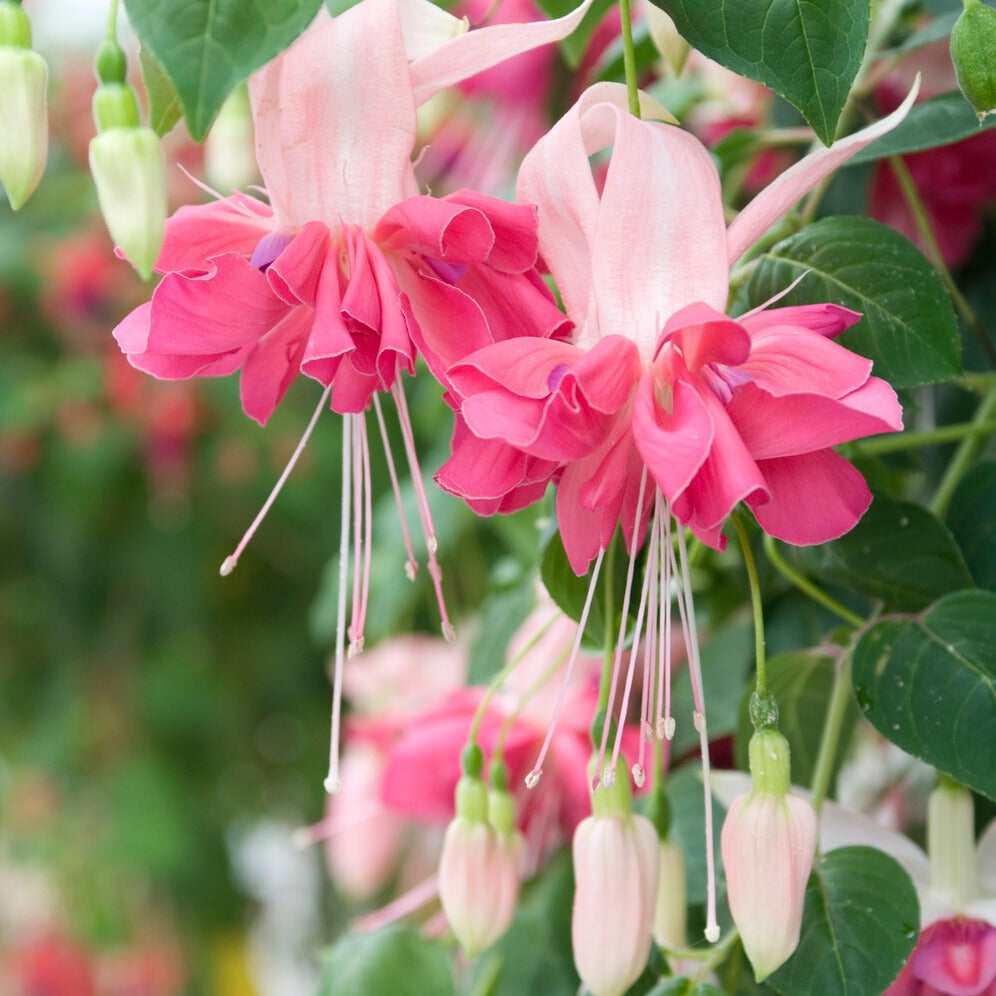 Bellenplant Mix 'Bicentennial' + 'Dark Eyes' + 'Bella Rosel' (x6) - Fuchsia Bicentennial, Dark Eyes, Bella Rosella - Terras- en balkonplanten