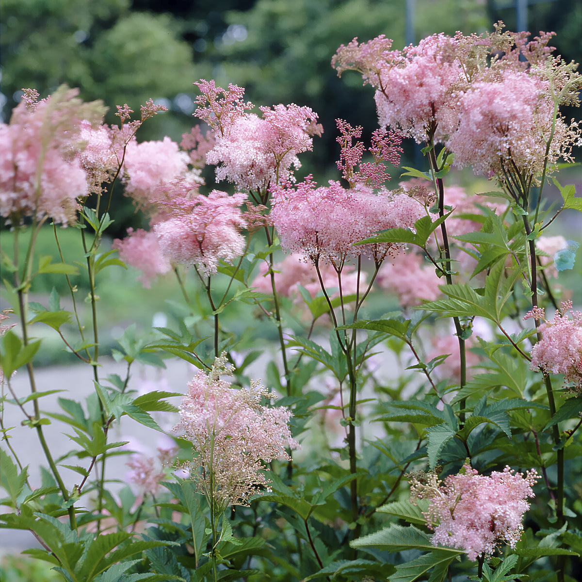 Moerasspirea - Filipendula purpurea Elegans - Bakker