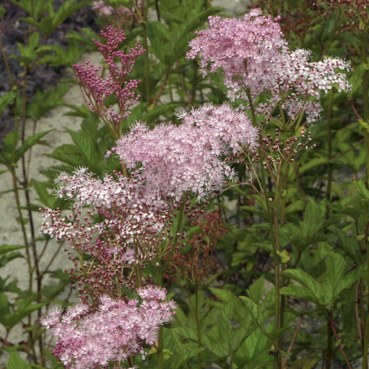 Moerasspirea - Bakker