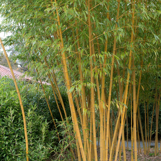 Bamboe Phyllostachys 'Aureocaulis' - Phyllostachys aureosulcata aureocaulis - Tuinplanten