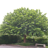 Witte moerbei 'Macrophylla' - Morus alba Macrophylla - Bakker