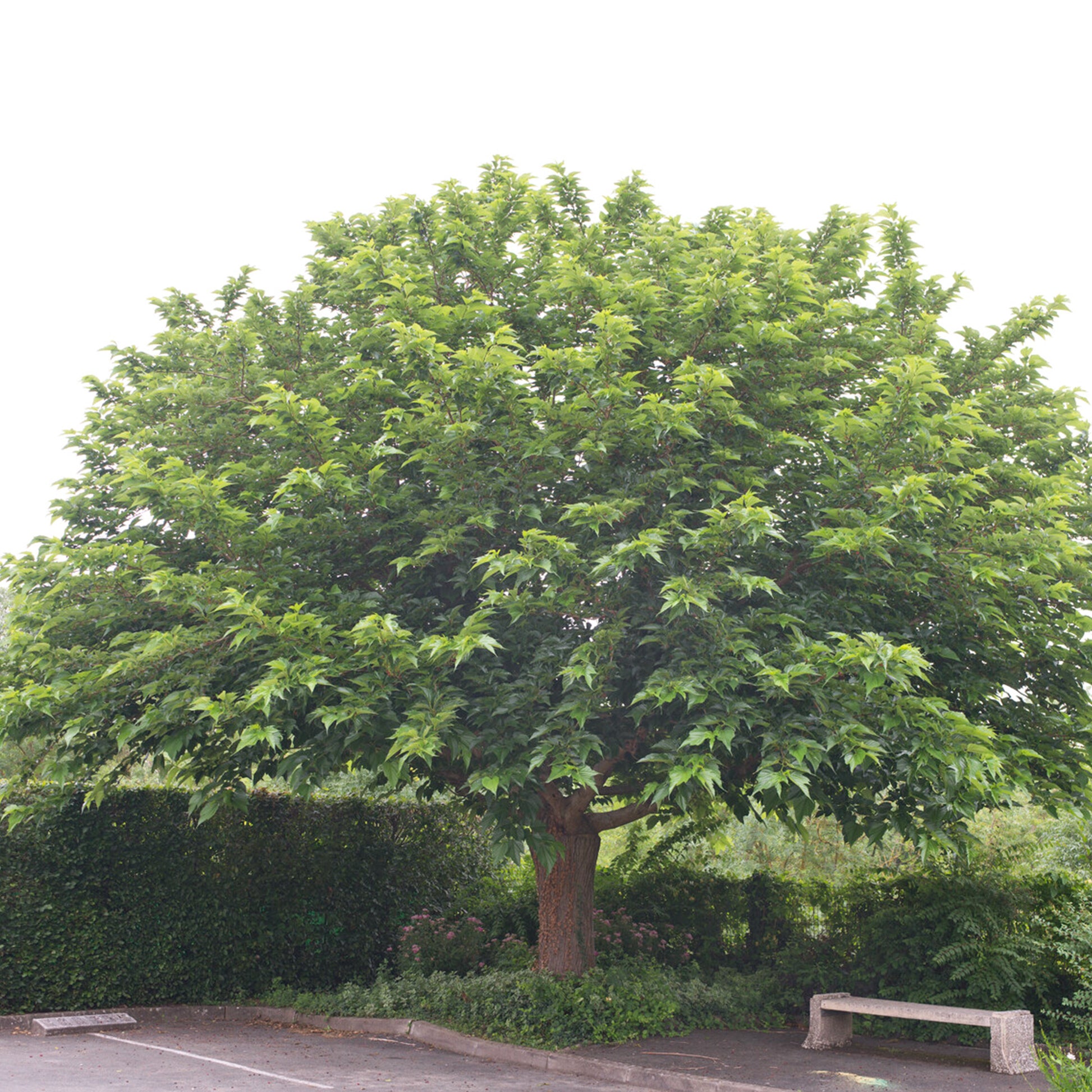 Witte moerbei 'Macrophylla' - Morus alba macrophylla