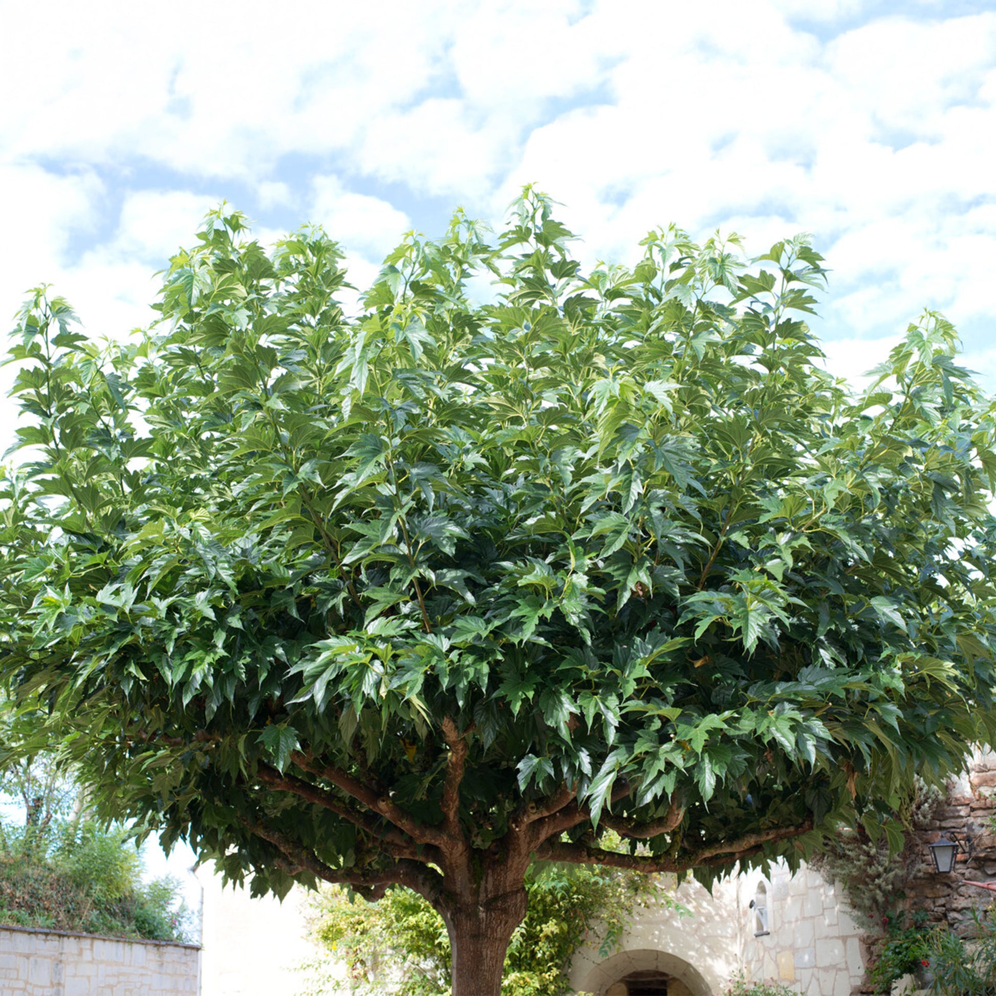 Witte moerbei 'Macrophylla' - Morus alba macrophylla