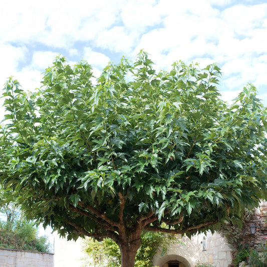 Witte moerbei 'Macrophylla' - Bakker