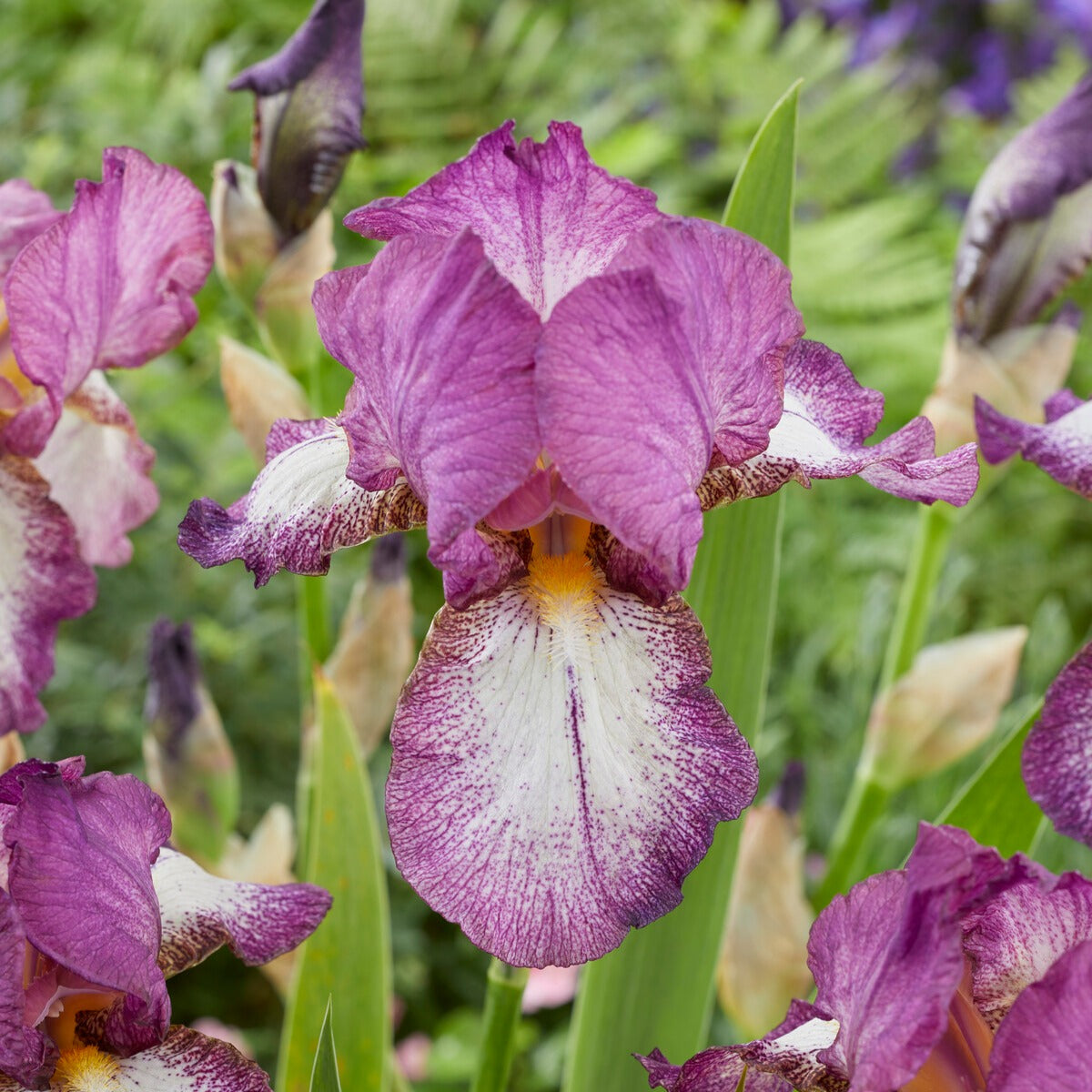 Baardiris 'Autumn Encore' (x3) - Bakker