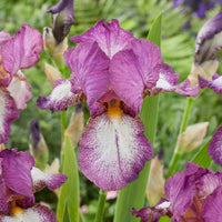 Iris germanica autumn encore, lovely again - Baardiris Mix - Bloeiende vaste planten