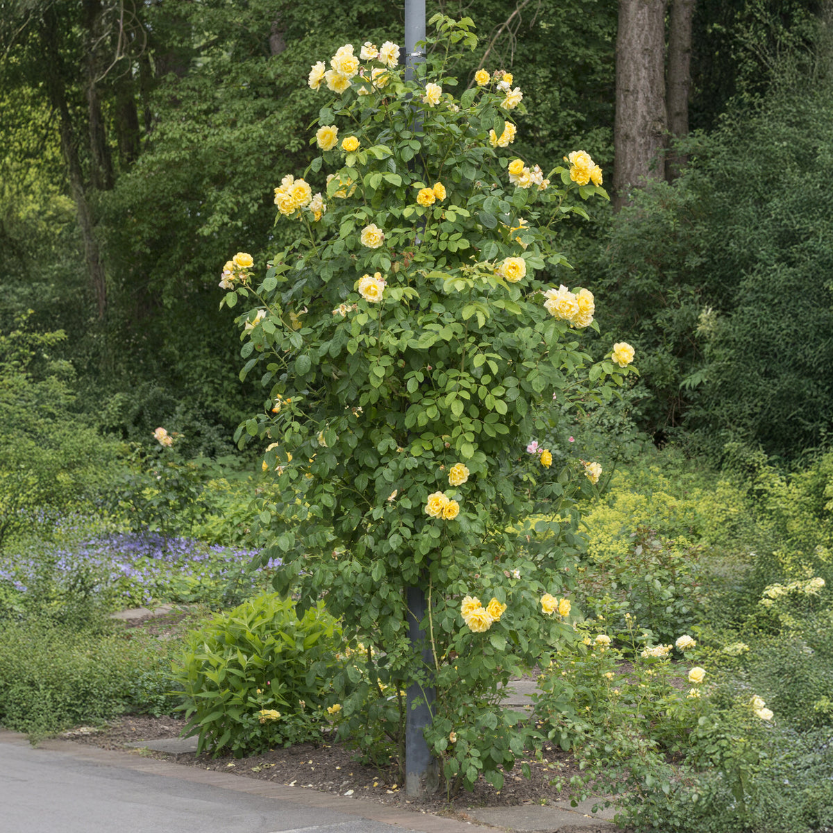 Klimroos Mix 'Ronsard' + 'Golden Gate' + 'Santana' (x3) - Rosa 'golden gate', 'santana', 'ronsard' - Bakker