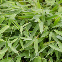 Bamboe - Arundinaria murielae
