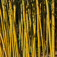 Bamboe Phyllostachys 'Spectabilis'