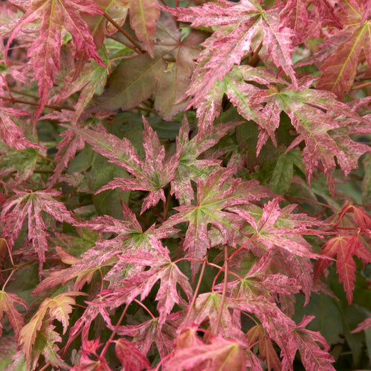 Japanse esdoorn 'Phoenix' - Bakker