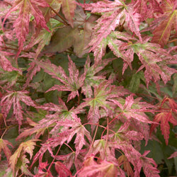Japanse esdoorn 'Phoenix' - Bakker