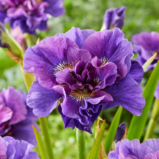 Siberische iris 'Concord Crush' - Bakker