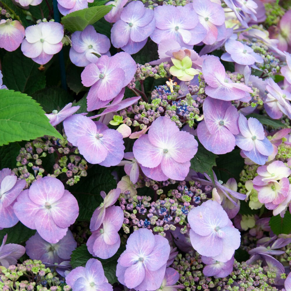 Hydrangea macrophylla Blueberry Cheesecake - Boerenhortensia 'Blueberry Cheesecake' - Hortensia macrophylla