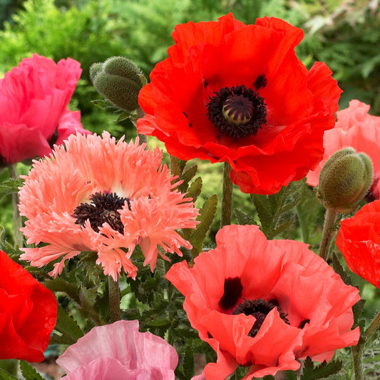 Oosterse klaproos (x3) - Papaver orientale - Vaste planten