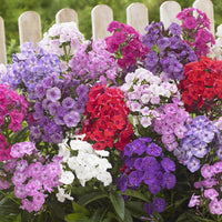 Vlambloem Mix (x5) - Bakker