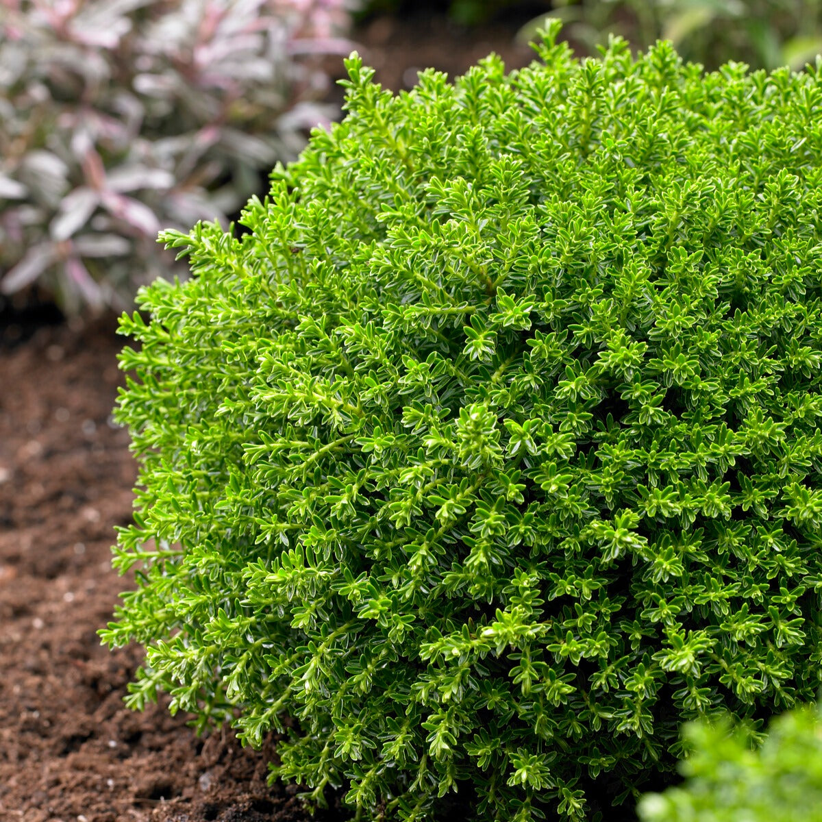 Struik veronica  'Emerald Green' - Hebe emerald green