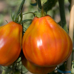 Tomaat 'Liguria' - Bakker