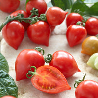 Tomate-cerise Coeur d'amour - Solanum lycopersicum heartbreaker vita f1 - Bakker
