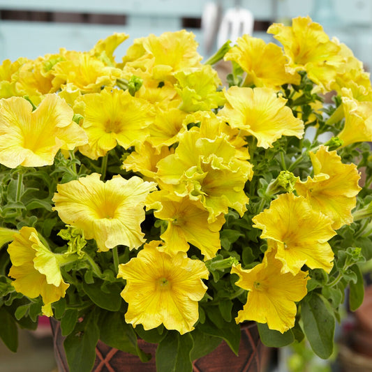 Petunia 'Happy Giant Yellow' (x3) - Bakker