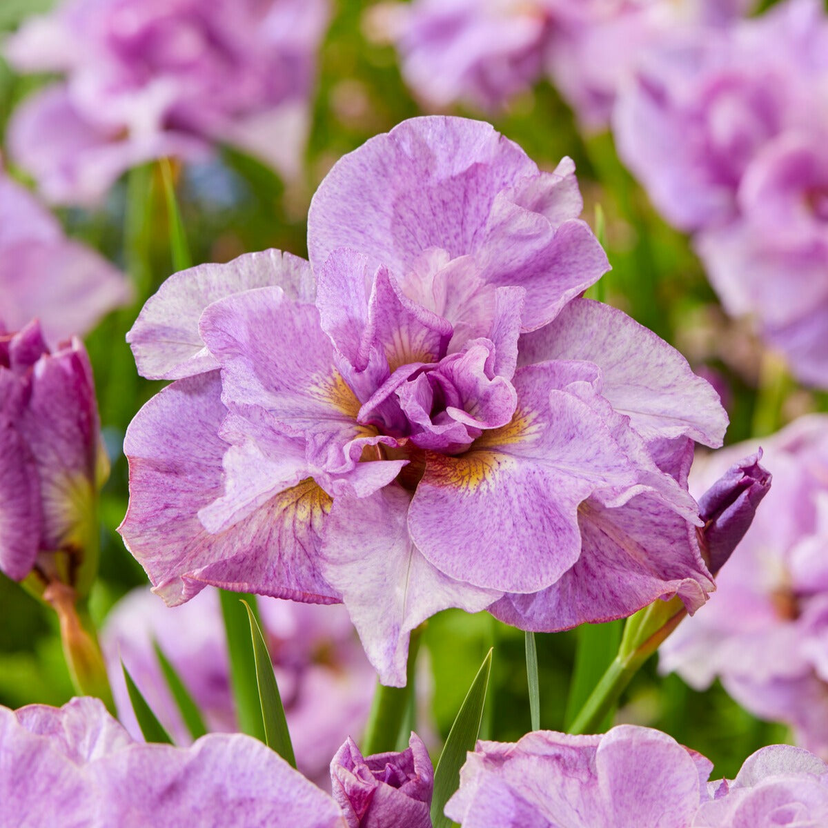 Siberische iris 'Pink Parfait' (x2) - Iris sibirica Pink Parfait - Bakker