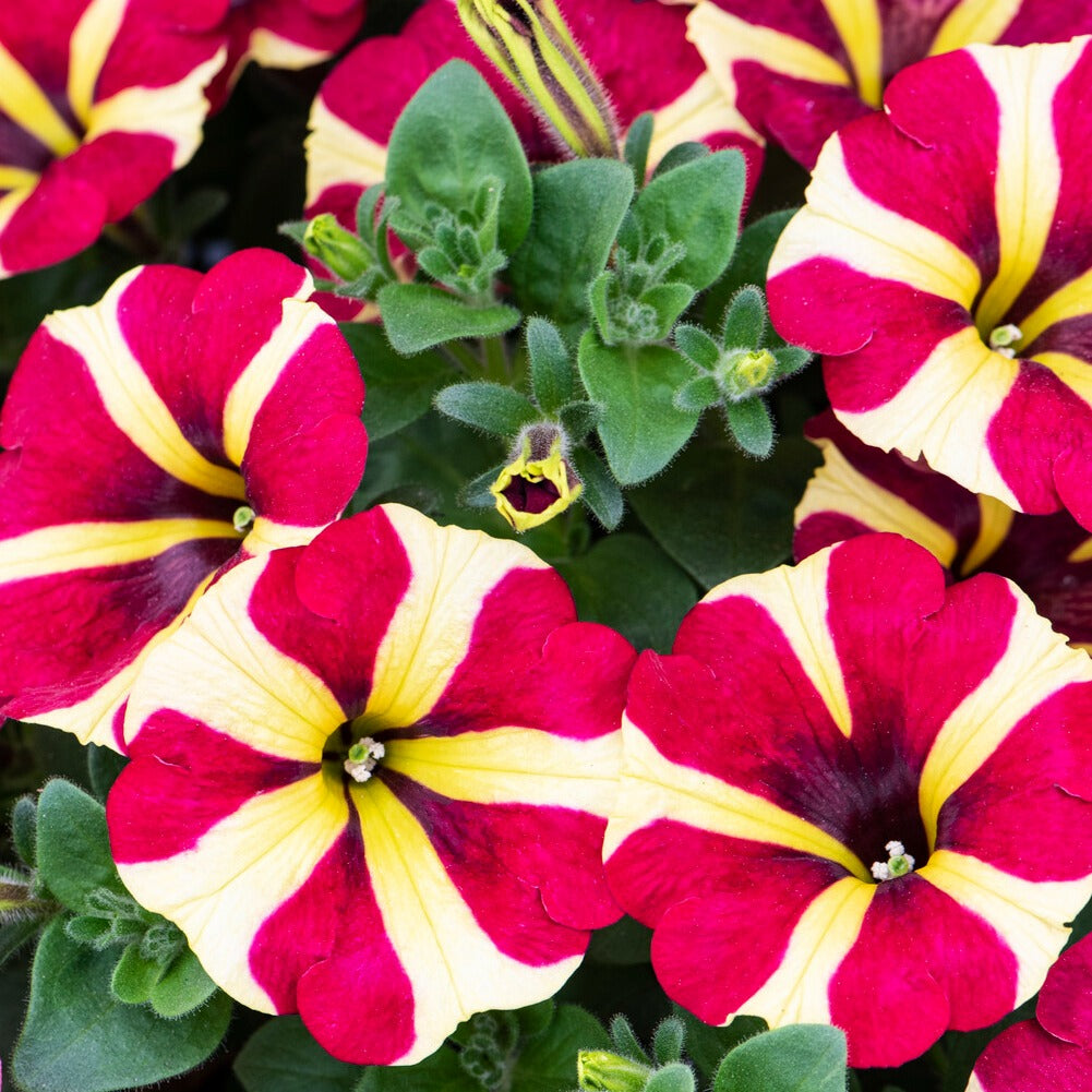 Petunia amore queen of hearts - Petunia 'Amore Queen of Hearts' (x3) - Petunia en Calibrachoa